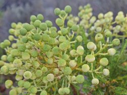 Berzelia lanuginosa young flowerheads